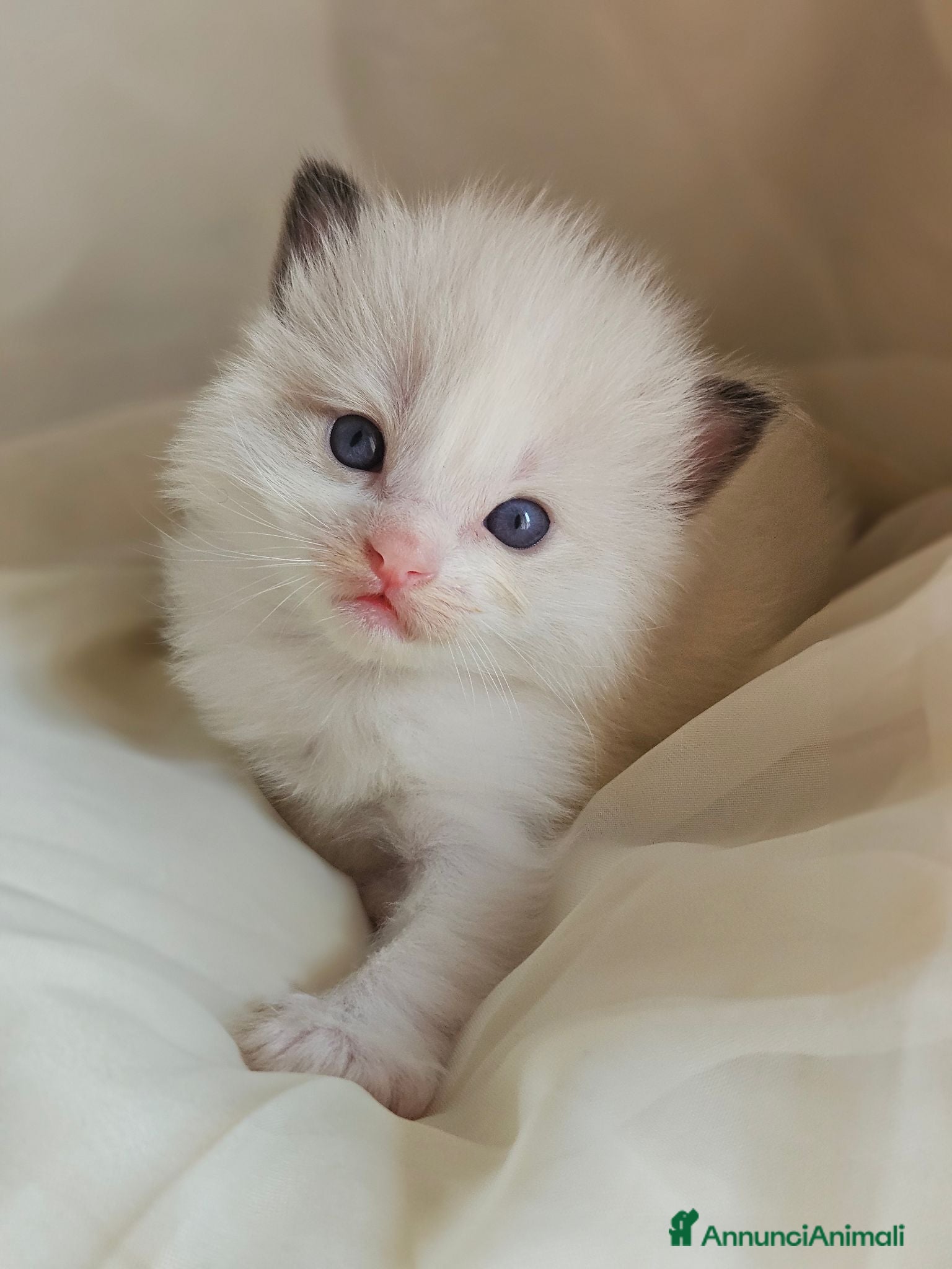 Ragdoll gatti Meravigliosa cucciolata Ragdoll - Annuncio 22