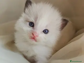 Ragdoll gatti Meravigliosa cucciolata Ragdoll - Annuncio 22
