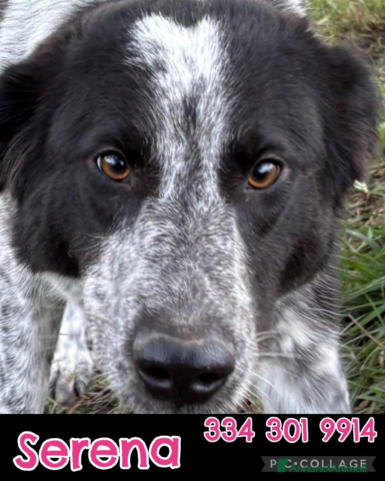 Meticcio cani SERENA 🩷-bellissima cucciola di 1 anno, cerca 🏡  - Annuncio 2