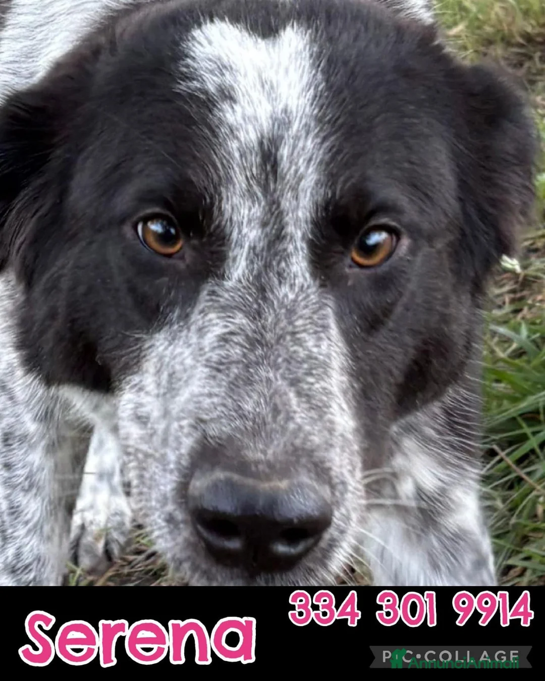 Meticcio cani in regalo: SERENA 🩷-bellissima cucciola di 1 anno, cerca 🏡  - Annuncio 2