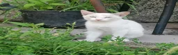 Meticcio gatti in regalo: Gattini - Annuncio 5