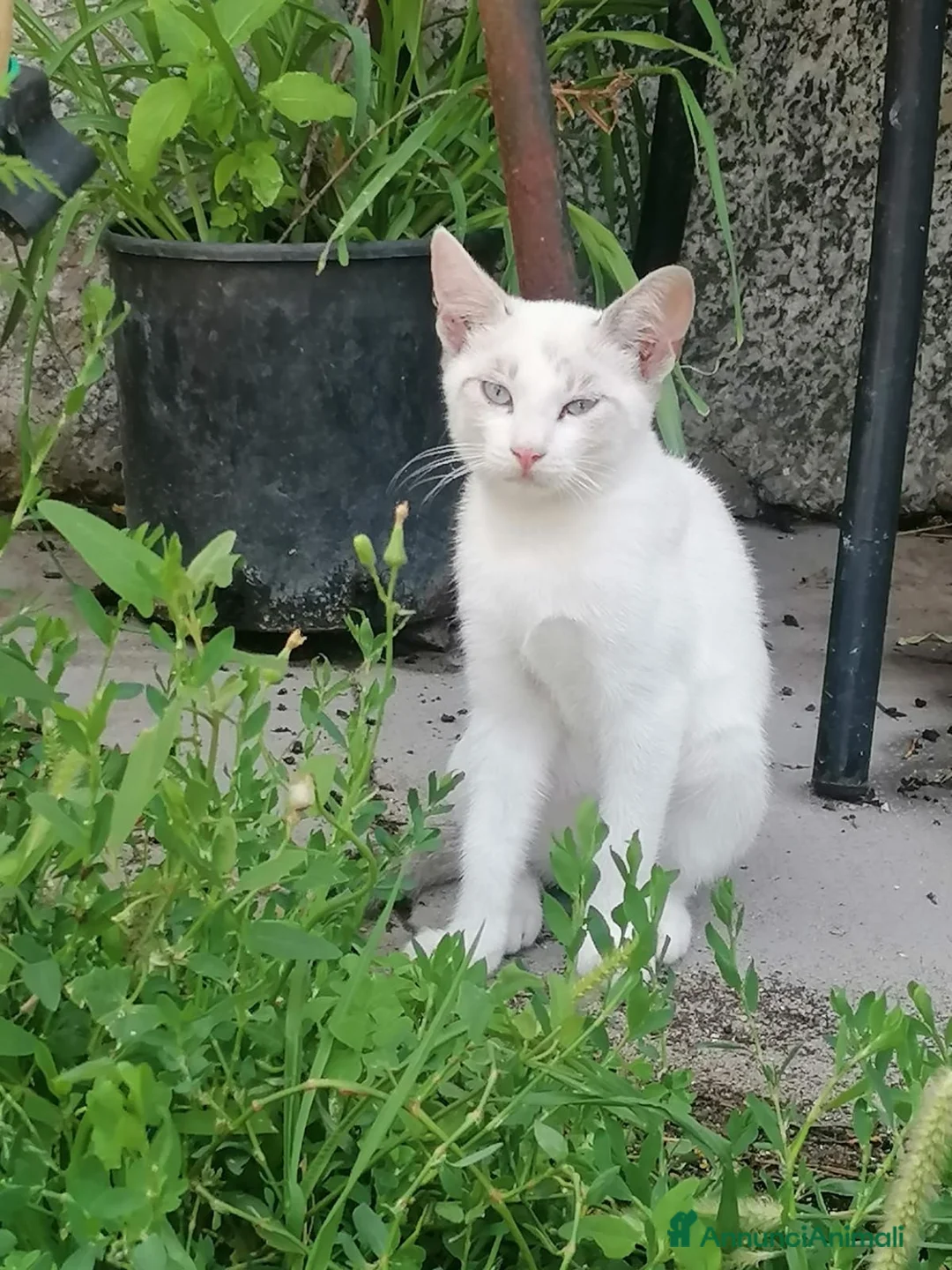 Meticcio gatti in regalo: Gattini - Annuncio 5