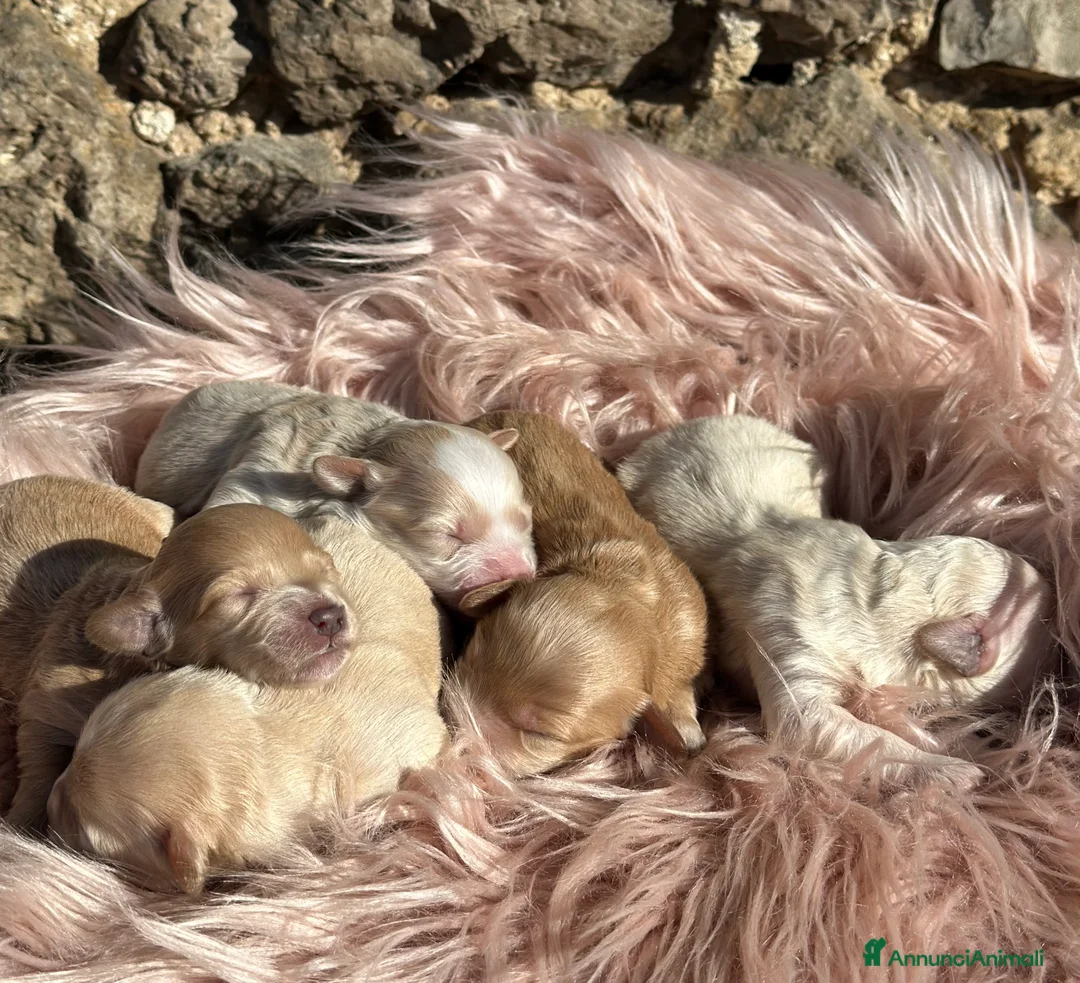 Maltipoo cani in vendita: Cuccioli di Maltipoo - Annuncio 5