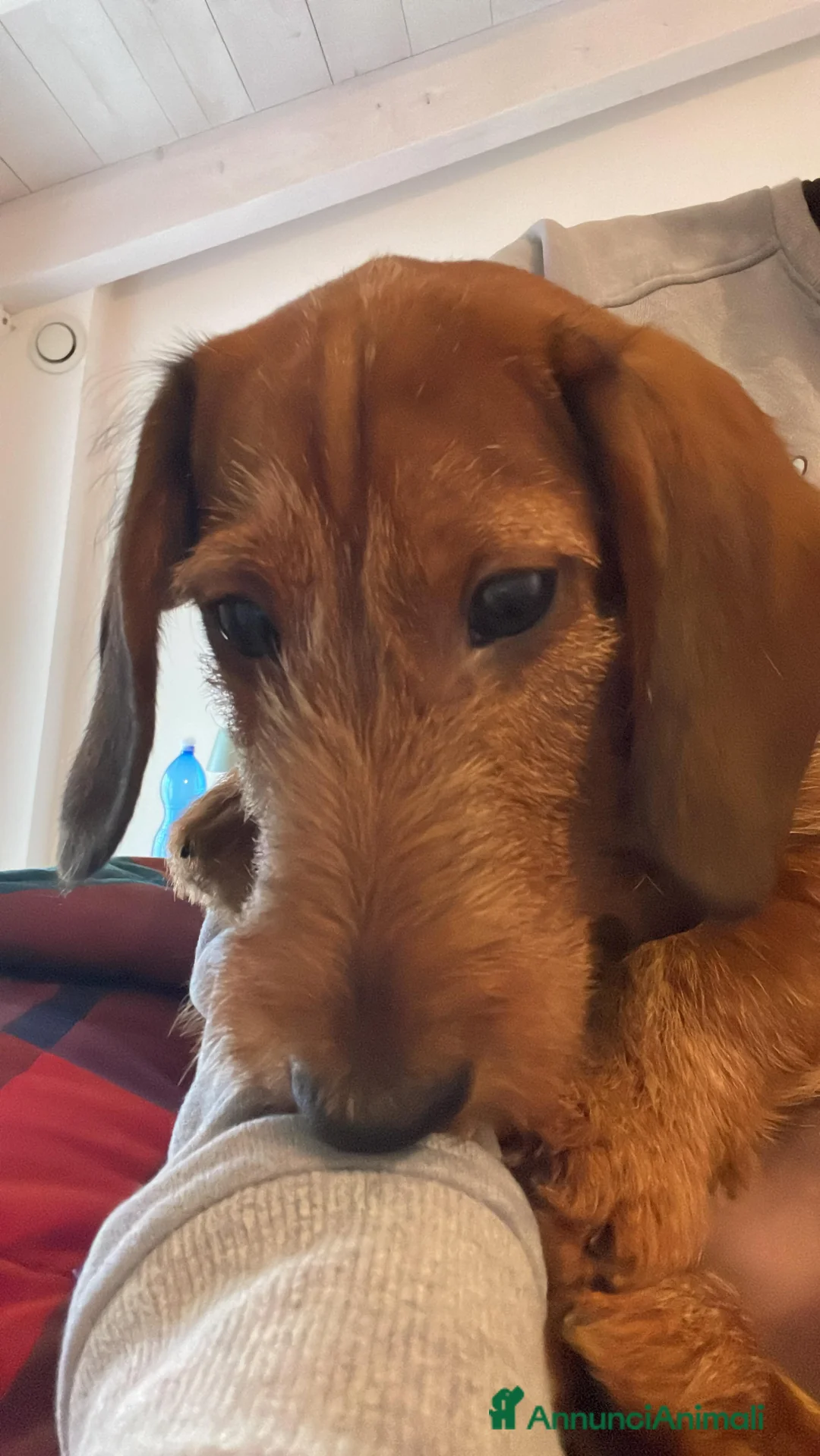 Bassotto cani in vendita: Bassotto standard pelo duro - Annuncio 3