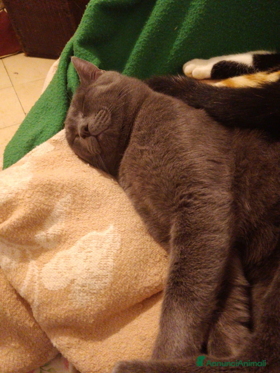 Certosino gatti in regalo: Simil Certosini - Annuncio 4