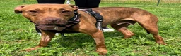Meticcio cani in regalo: ALMA BELLISSIMA PIT - Annuncio 8