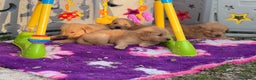 Golden Retriever cani in vendita: Golden retriever americano  - Annuncio 4