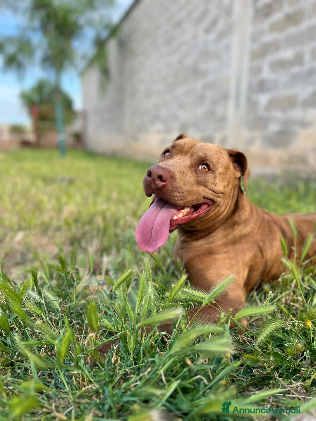 Pitbull cani in regalo: Meraviglioso Red nose - Annuncio 1