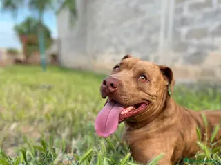 Pitbull cani Meraviglioso Red nose - Annuncio 1