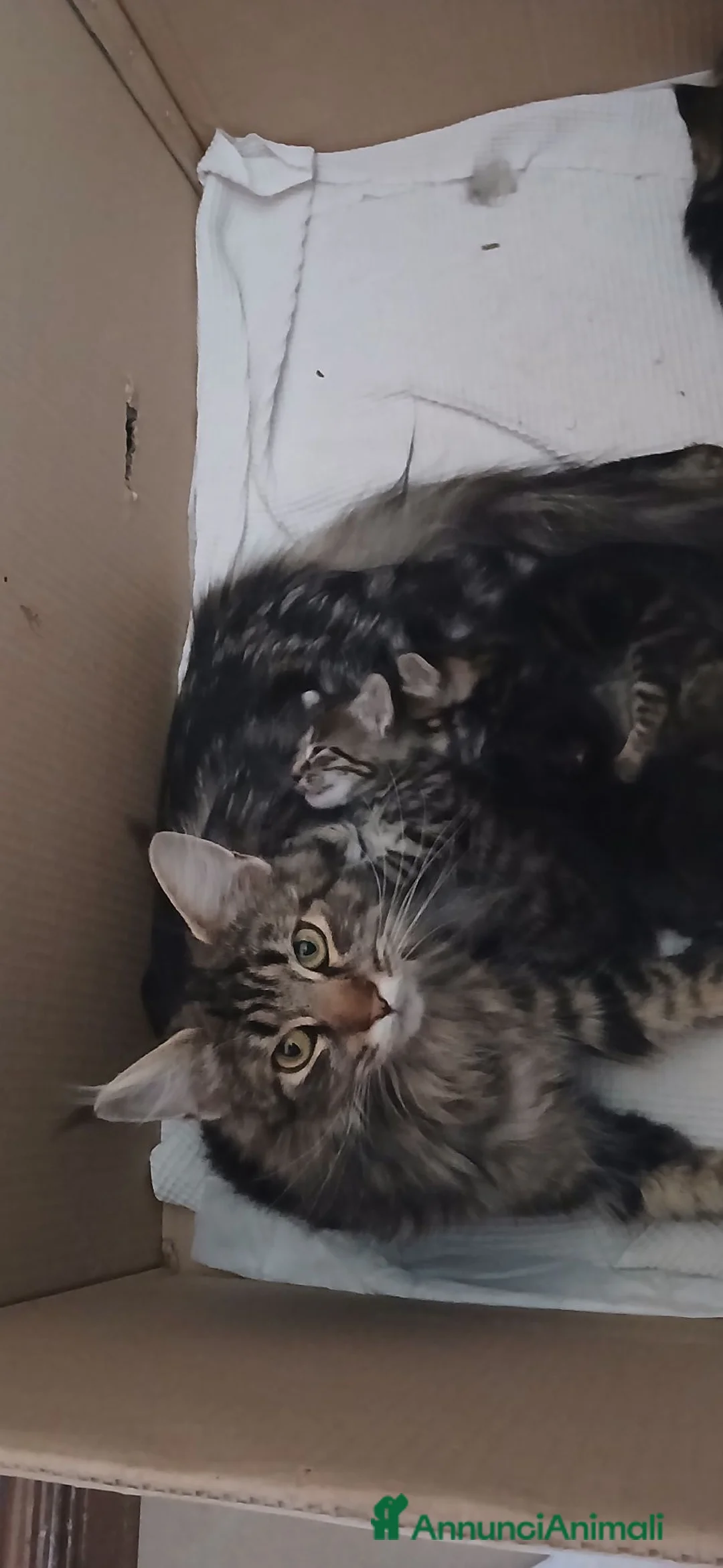 Maine Coon gatti in vendita: Dolcissimi maine coon a Provincia di Biella - Annuncio 1