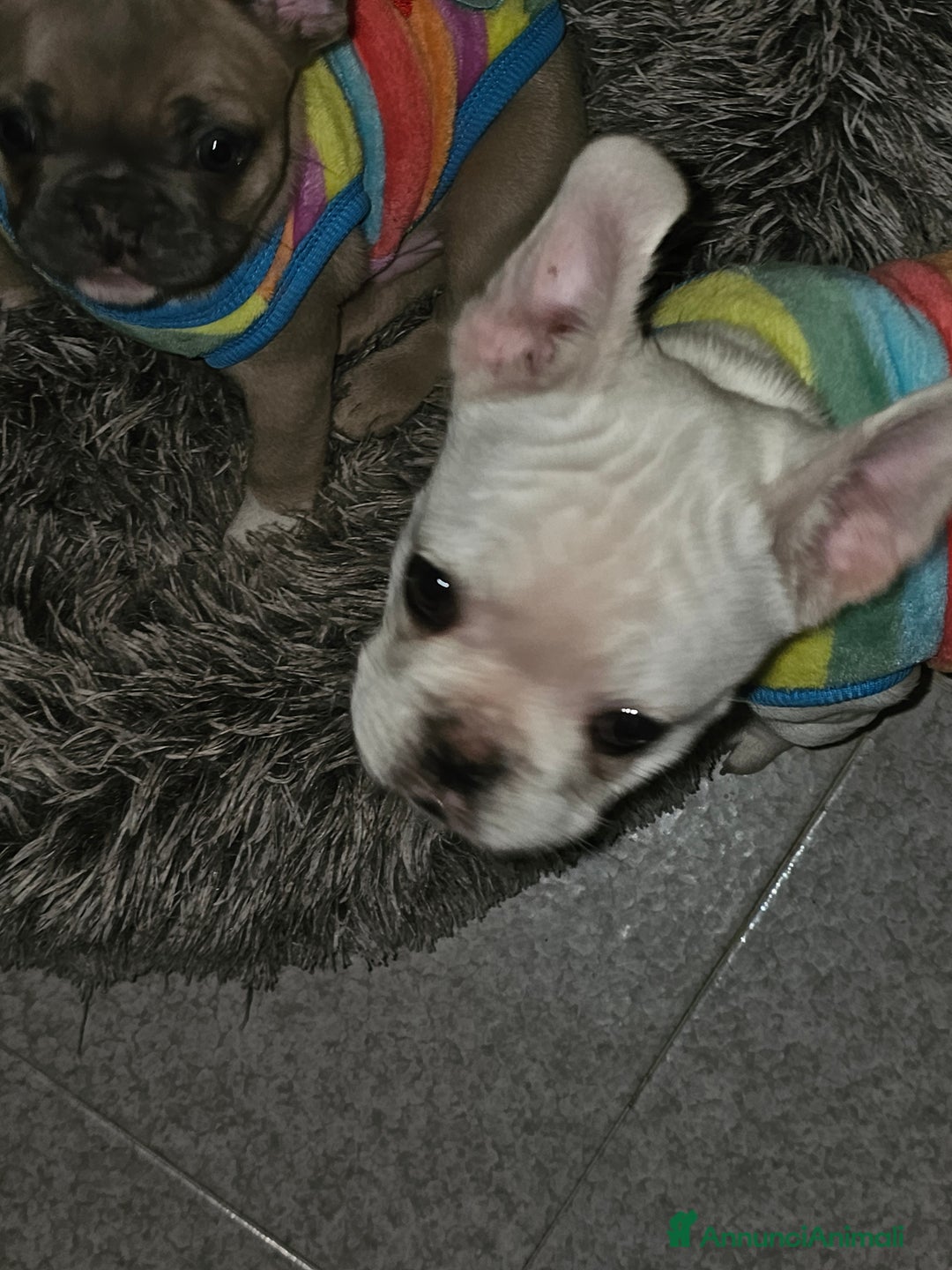 Bulldog Francese cani in vendita: Cuccioli buldog francese! - Annuncio 7