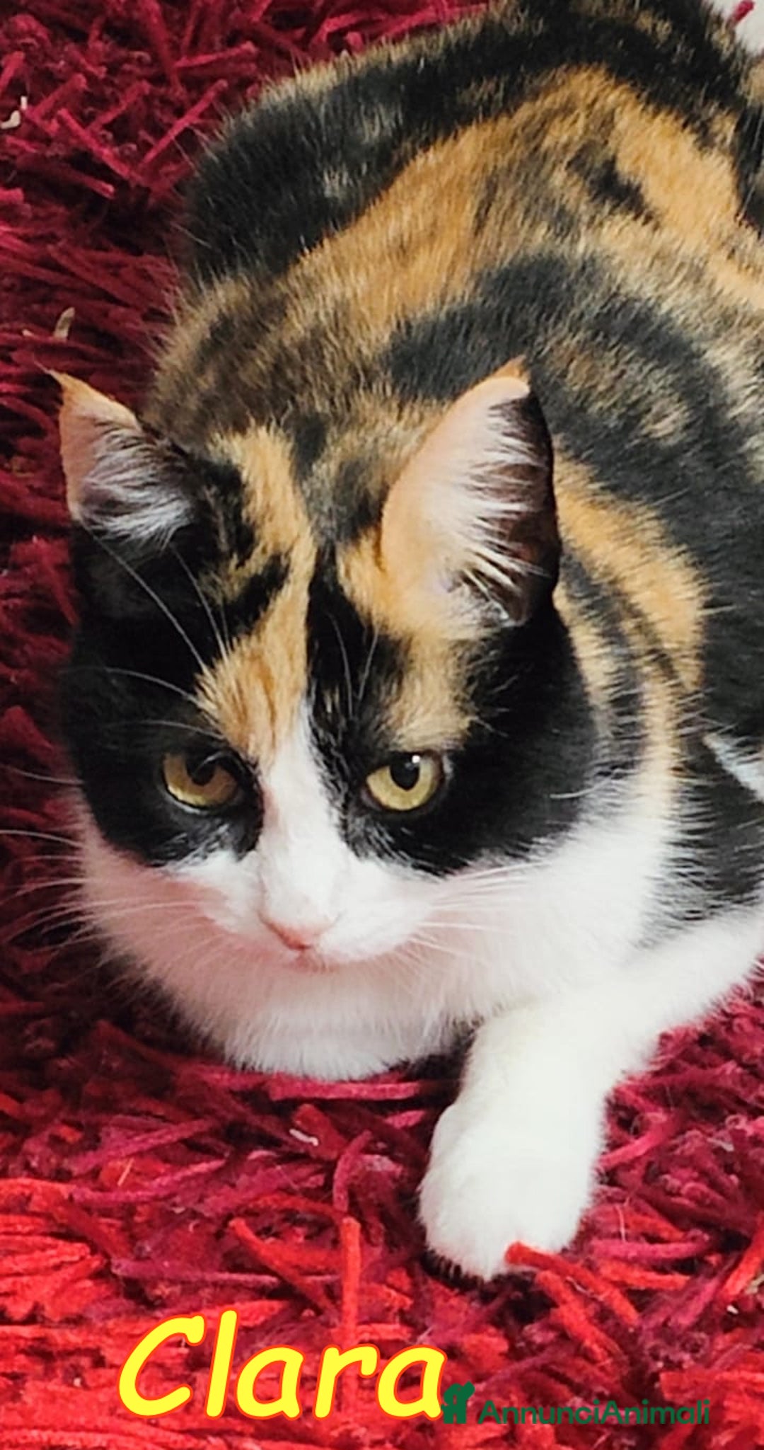 Europeo gatti in regalo: CLARA DOLCISSIMA TRICOLORE - Annuncio 1