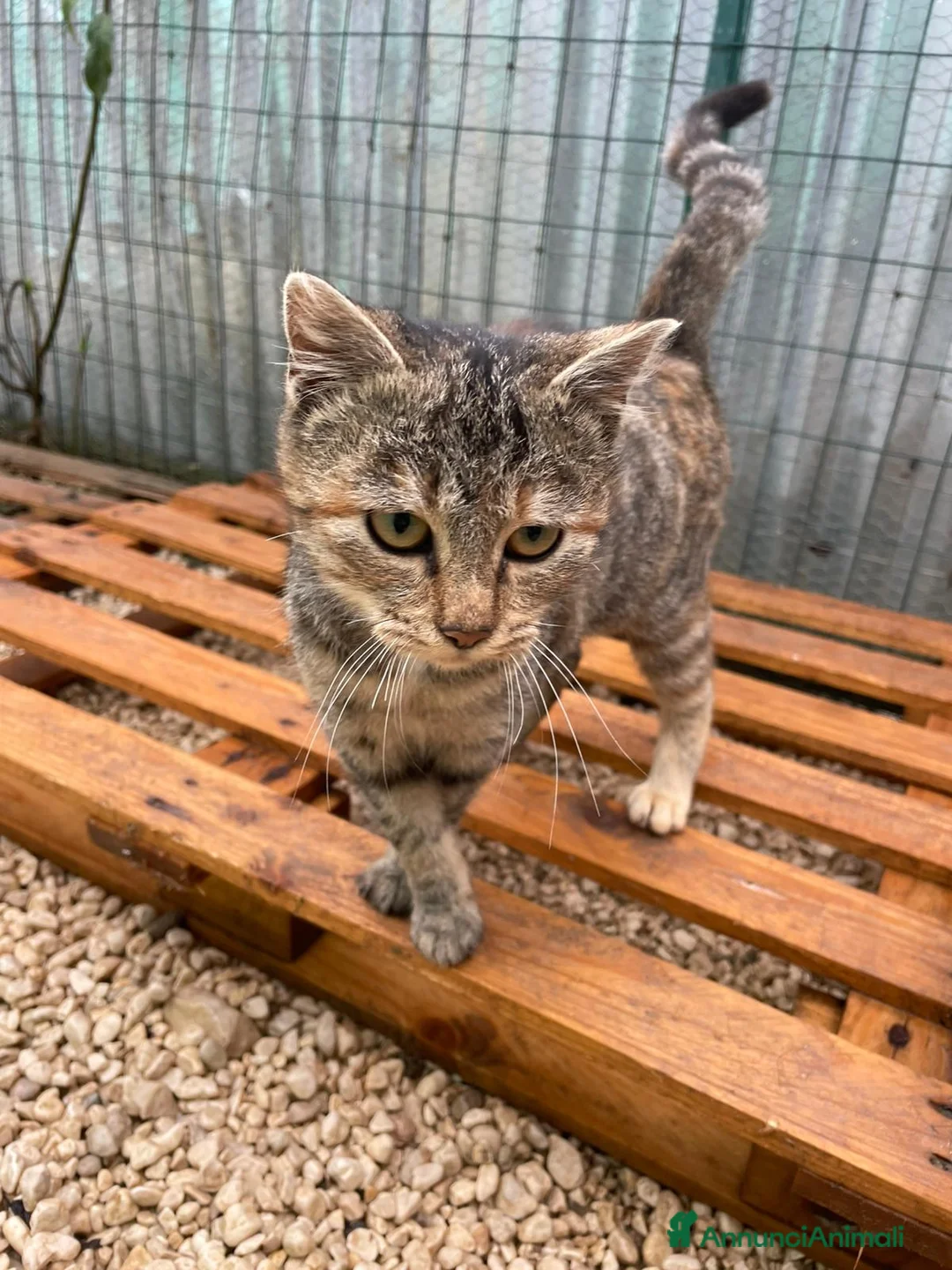 Meticcio gatti in regalo: LA PICCOLA TIGRA - Annuncio 3