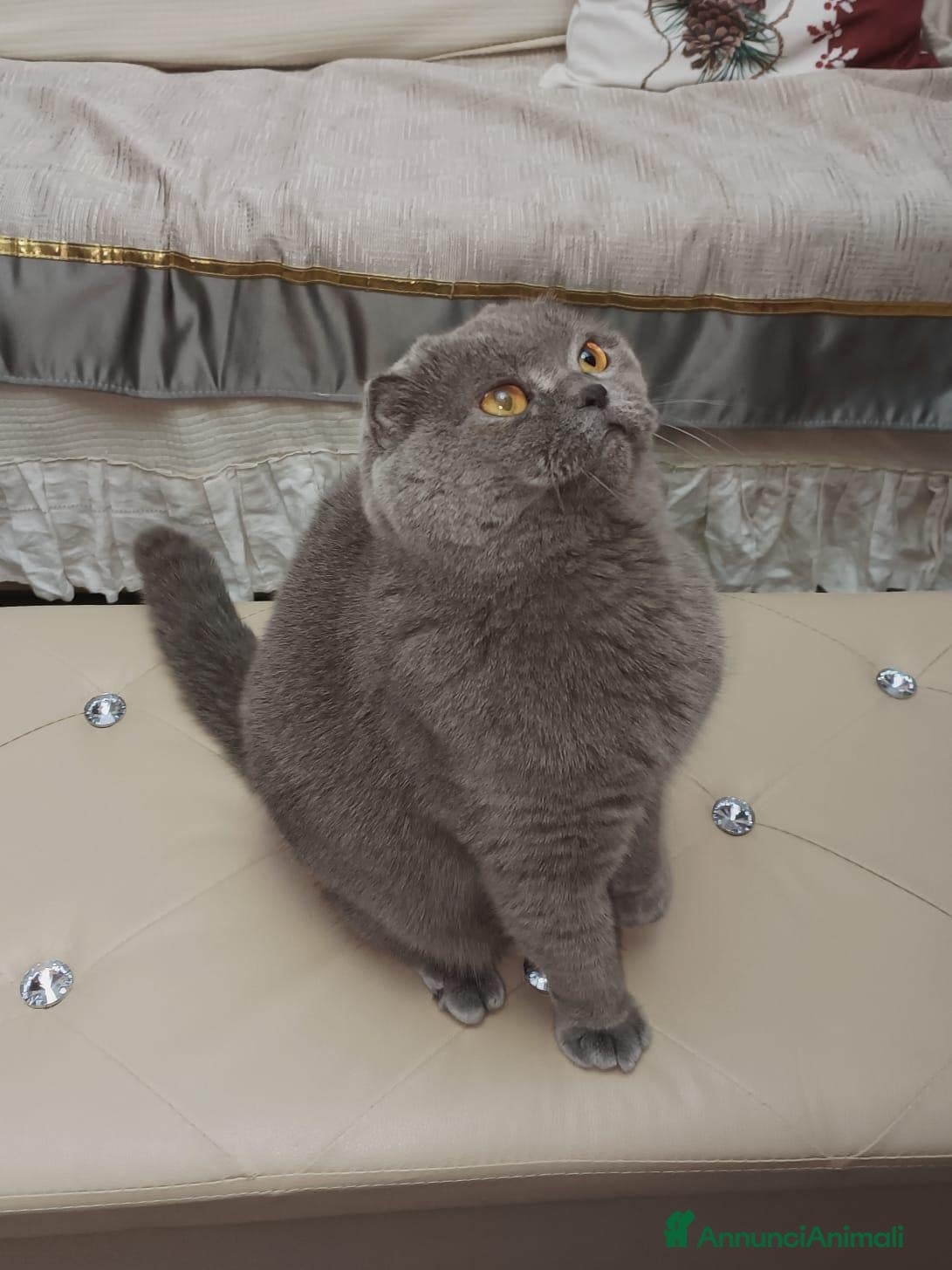Scottish gatti Scottish fold e straight  - Annuncio 4