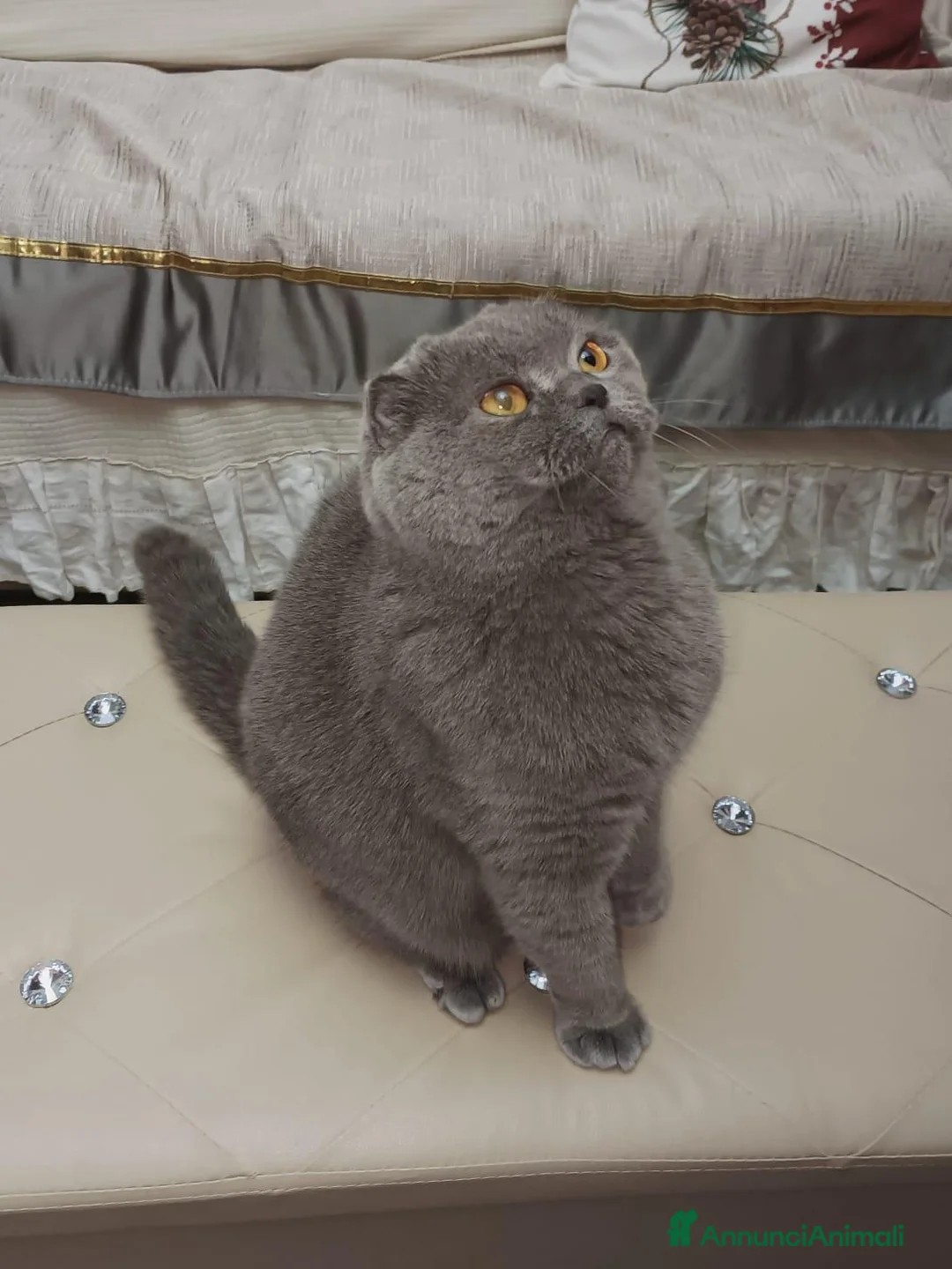 Scottish gatti in vendita: Scottish fold e straight  - Annuncio 1