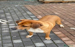 Meticcio cani in regalo: Meticcio incrocio pointer boxer  a Città metropolitana di Catania - Immagine 3