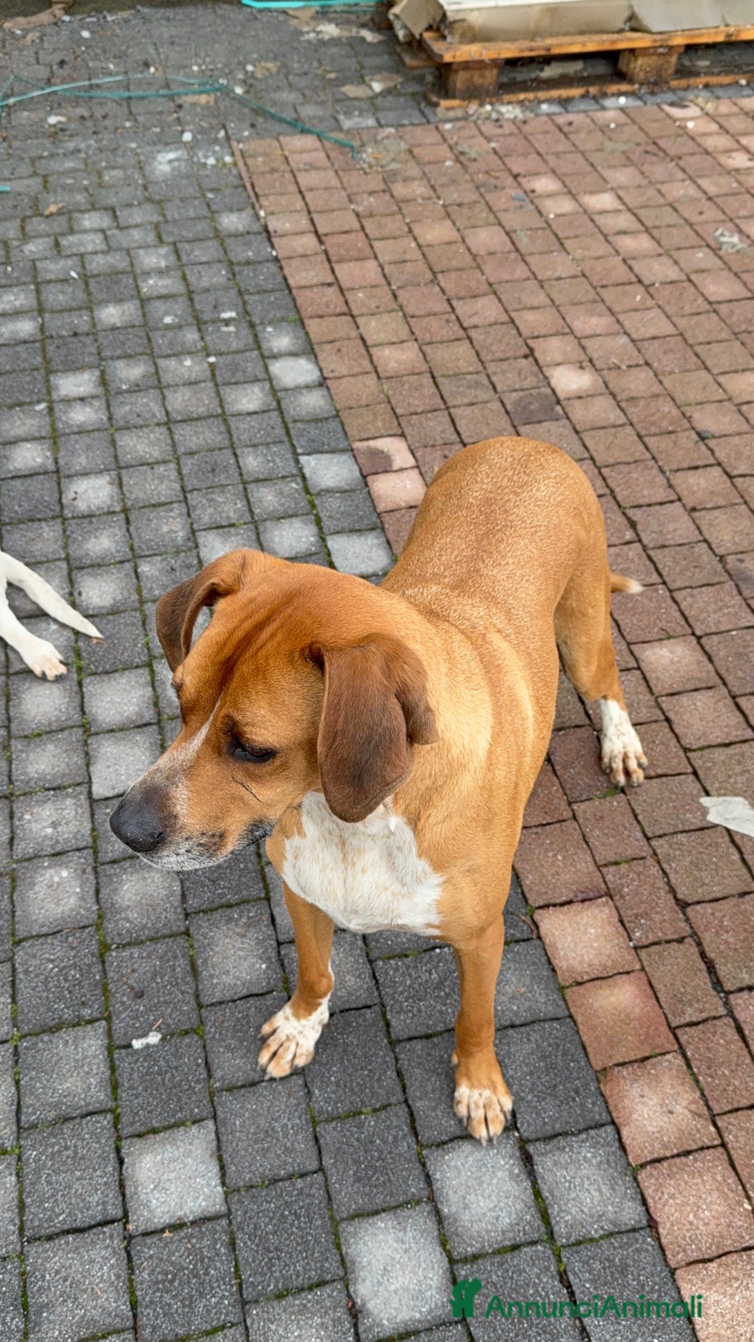 Meticcio cani in regalo: Meticcio incrocio pointer boxer  a Città metropolitana di Catania - Immagine 3