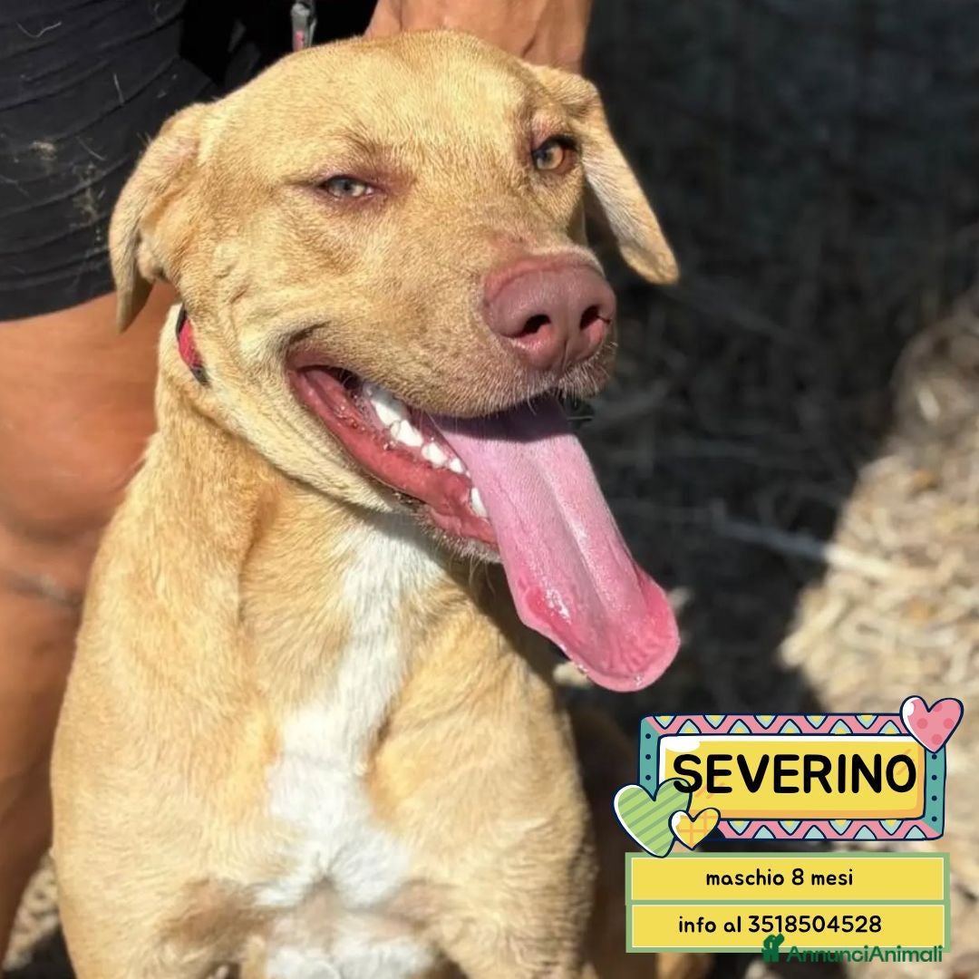 Meticcio cani Severino cucciolone 8 mesi cerca casa in adozione - Annuncio 17
