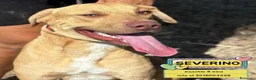 Meticcio cani in regalo: Severino cucciolone 8 mesi cerca casa in adozione - Annuncio 1