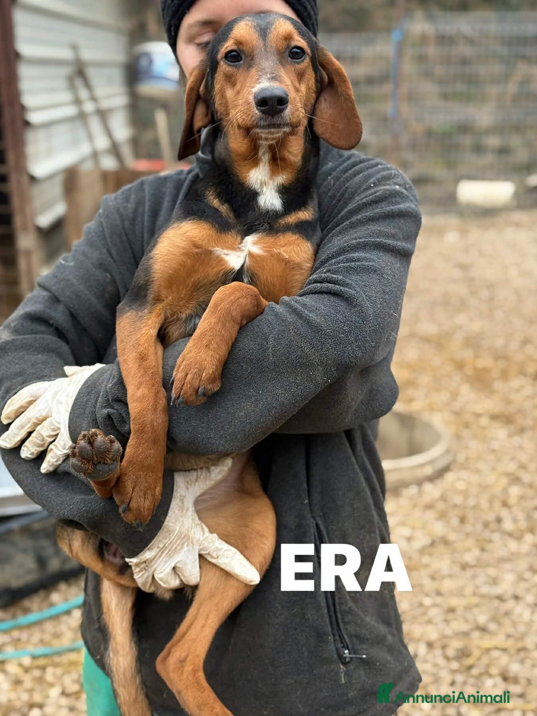 Meticcio cani in regalo: ERA, cucciolona tanto coccolona! Cerca famiglia - Annuncio 6
