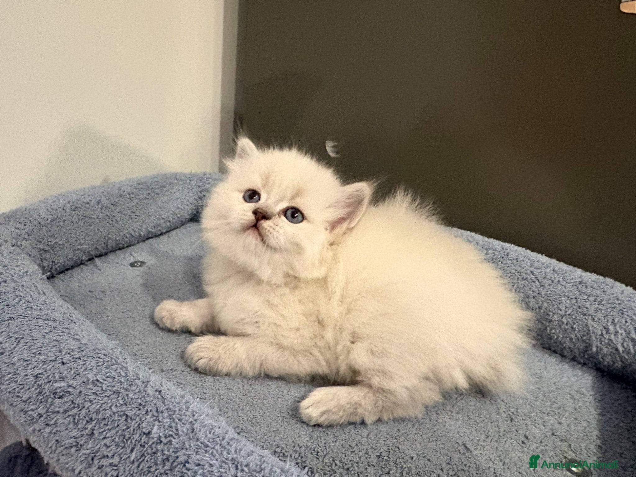 British gatti Scottish fold sthrait - Annuncio 2