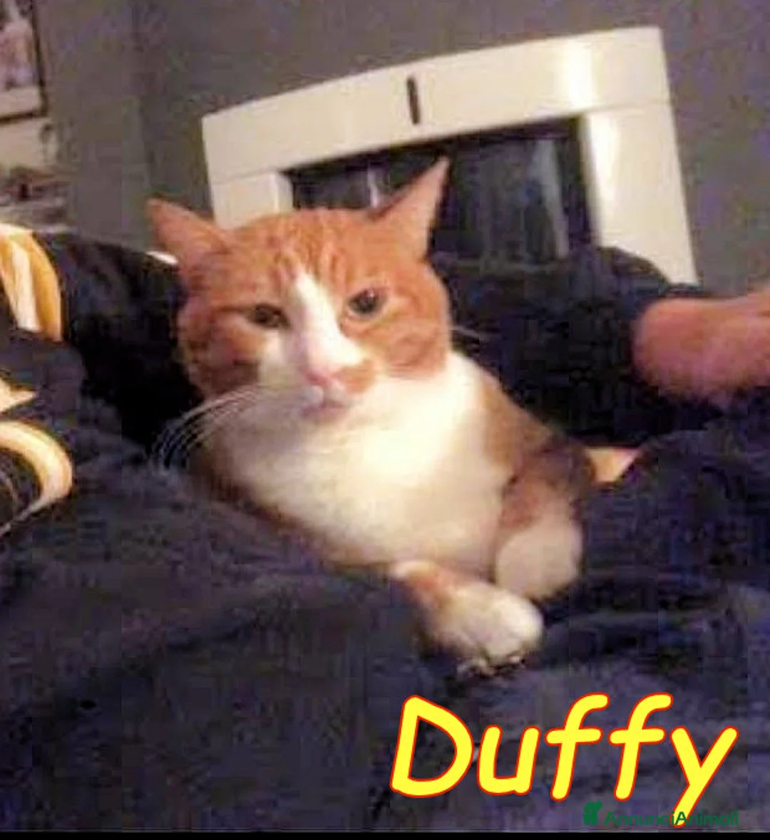 Europeo gatti in regalo: 𝐒𝐀𝐋𝐕𝐈𝐀𝐌𝐎 𝐉𝐎𝐃𝐀 𝐄 𝐃𝐔𝐅𝐅𝐘   a Città metropolitana di Milano - Annuncio 6