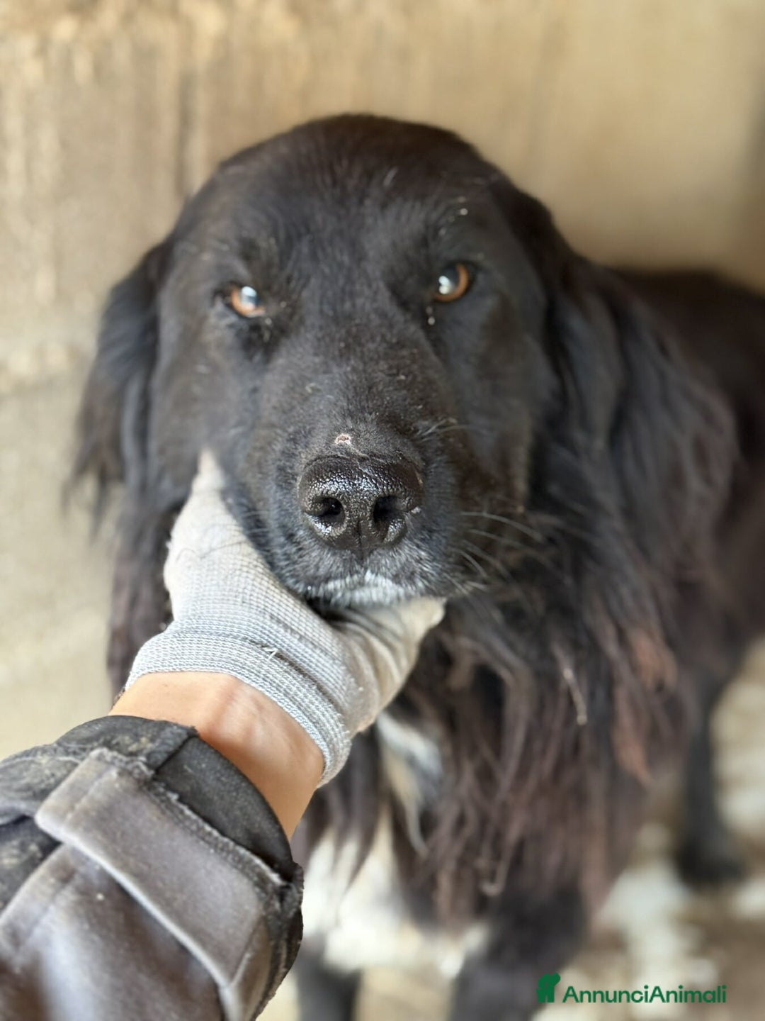 Meticcio cani in regalo: KUMBA, dolce cagnolone ignorato da tutti. - Annuncio 6
