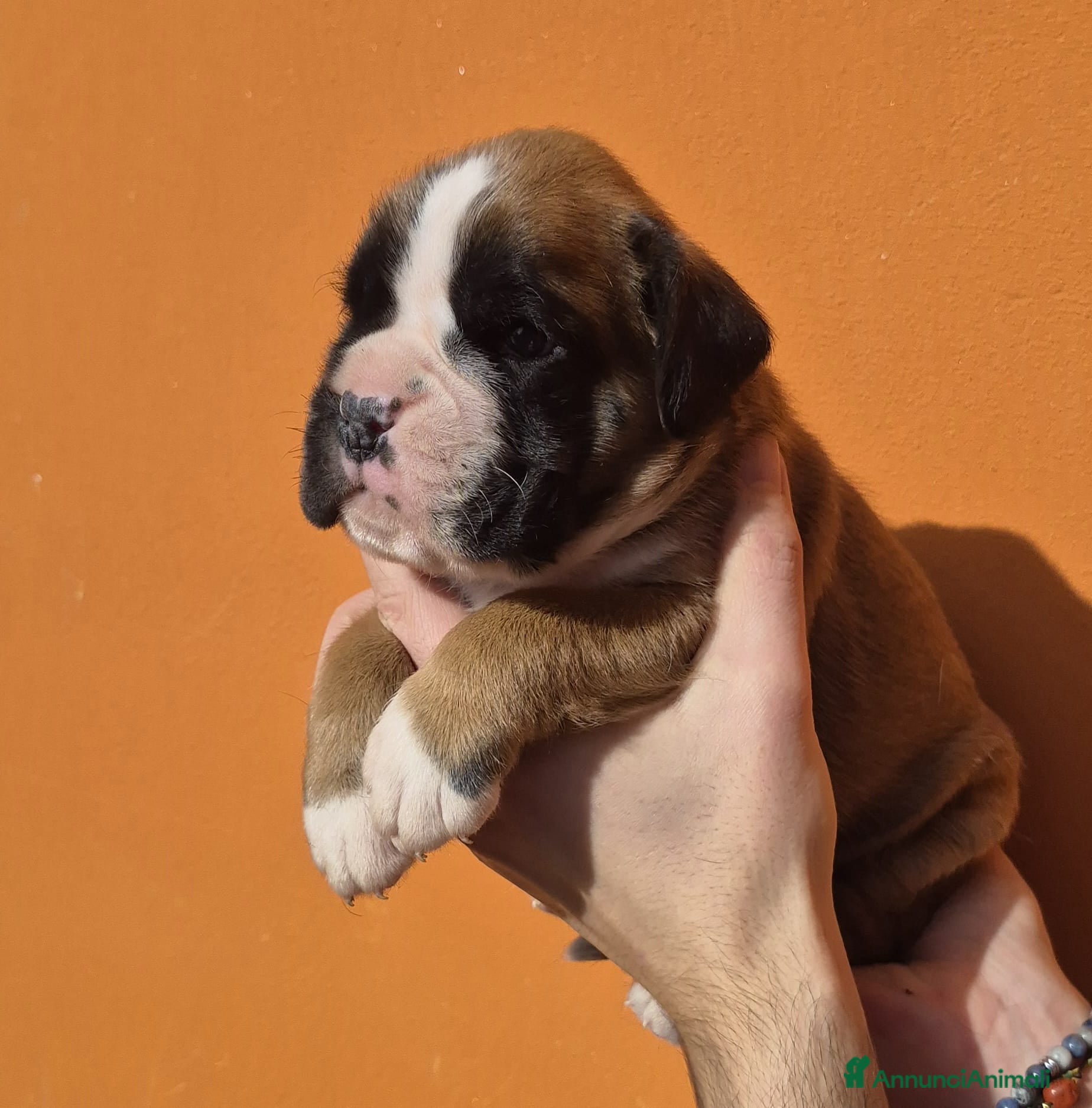 Boxer cani Boxer cuccioli - Annuncio 1
