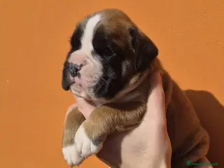Boxer cani Boxer cuccioli - Annuncio 1