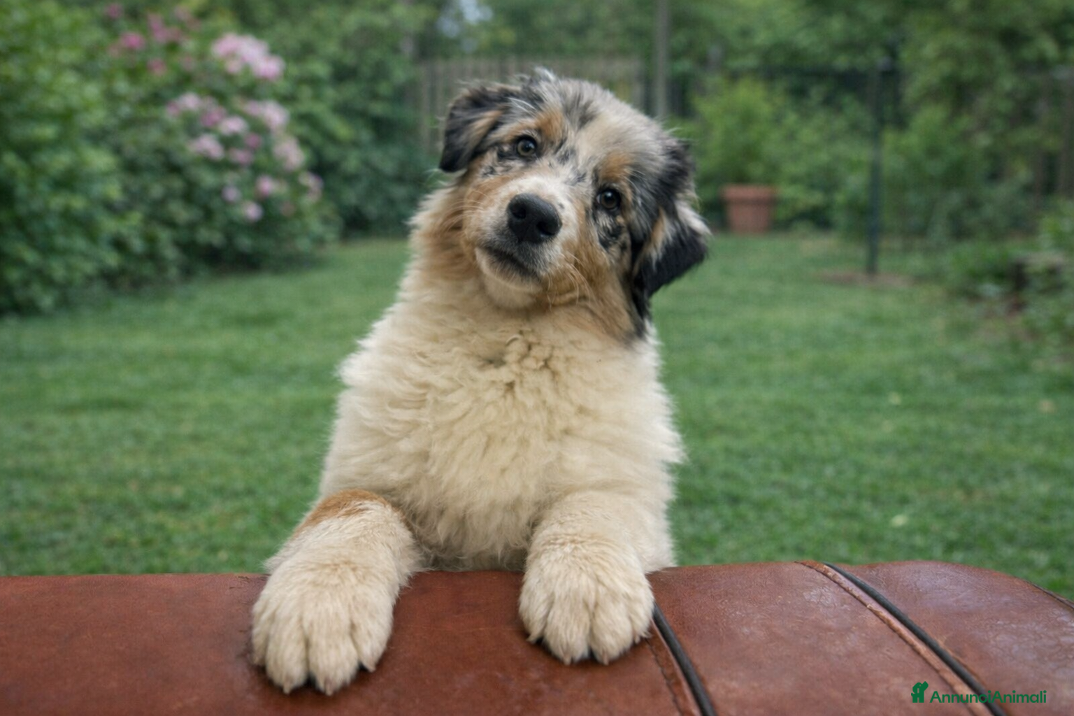 Australian Shepherd cani Cucciola australian shepherd/pastore australiano  - Annuncio 33