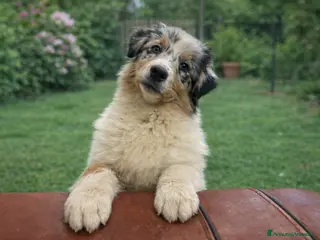 Australian Shepherd cani Cucciola australian shepherd/pastore australiano - Annuncio 33