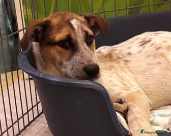 Bracco cani BEPPE E IL FRATELLINO, CUCCIOLI SIMIL BRACCO  a Roma - Annuncio 1