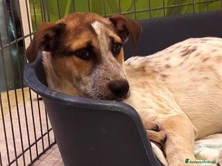 Bracco cani BEPPE E IL FRATELLINO, CUCCIOLI SIMIL BRACCO a Roma - Annuncio 1