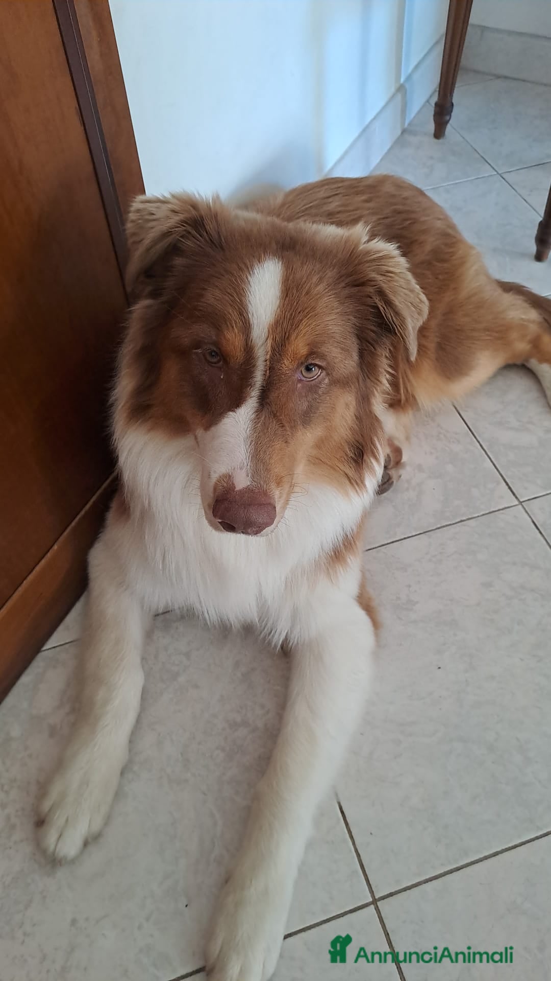 Australian Shepherd cani per accoppiamento: Pastore australiano  - Annuncio 36