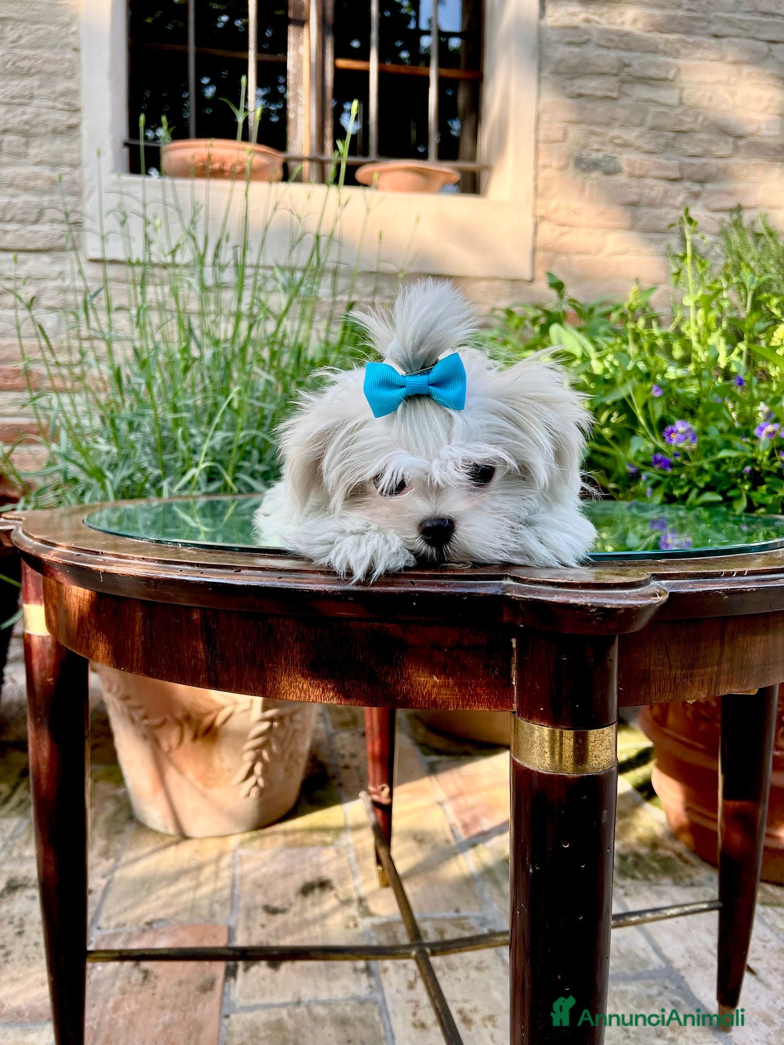 Maltese cani Maltesi con Pedigree a Provincia di Pordenone - Annuncio 40