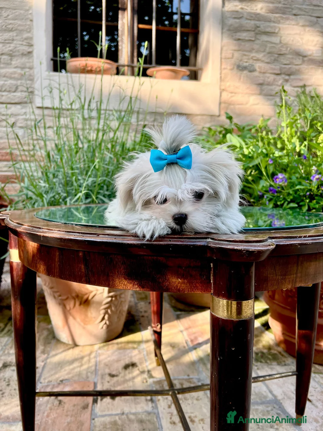 Maltese cani in vendita: Maltesi con Pedigree a Provincia di Pordenone - Annuncio 1