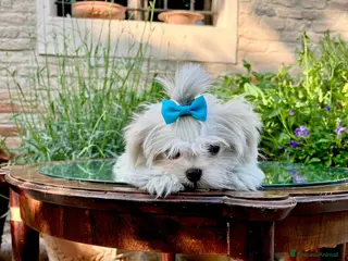 Maltese cani Maltesi con Pedigree a Provincia di Pordenone - Annuncio 28