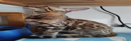 Bengala gatti in vendita: Dolcissimo gattino del bengala con pedigree AFSI  - Annuncio 8