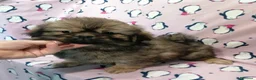 Tibetan Spaniel cani in vendita: Tibetan Spaniel cuccioli - Annuncio 5