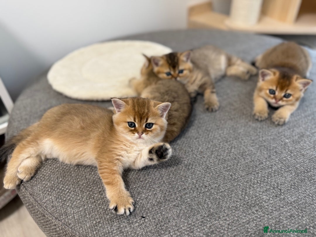 Scottish gatti in vendita: Scottish straight  - Annuncio 7