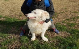 Pastore Maremmano cani in regalo: BATUFFOLOSO RUSSEL, ADOZIONE DEL CUORE a Provincia di Latina - Immagine 6