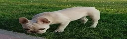 Bulldog Francese cani in vendita: Bulldog francese a Provincia di Vicenza - Annuncio 3