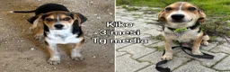 Meticcio cani in regalo: CUCCIOLI BISOGNOSI IN CERCA D'AMORE  a Provincia di Prato - Annuncio 6