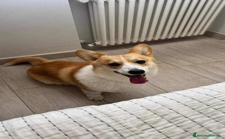 Corgi Pembroke cani - Annuncio 1