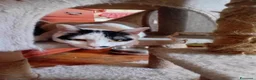 Europeo gatti in regalo: Lea ha urgenza di avere una casa! - Annuncio 3