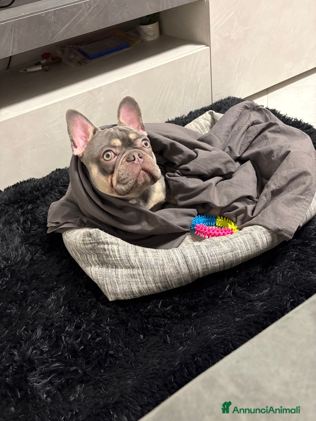 Bulldog Francese cani per accoppiamento: cane monta - Annuncio 5
