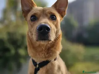 Meticcio cani JOY, tenera cagnolina in adozione! - Annuncio 29