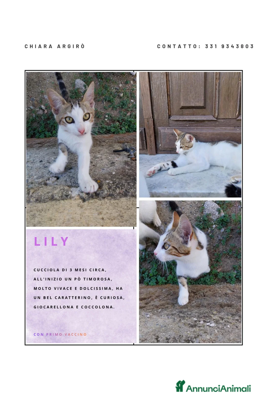 Meticcio gatti in regalo: Regalo cuccioli, 2 maschi e 1 femmina  - Annuncio 4