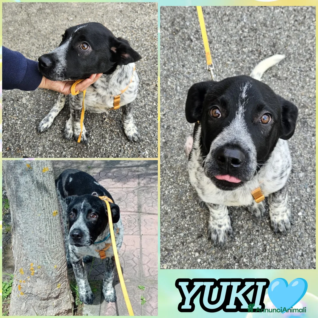 Meticcio cani in regalo: UNA MAMMA PER YUKI a Provincia di Varese - Annuncio 2