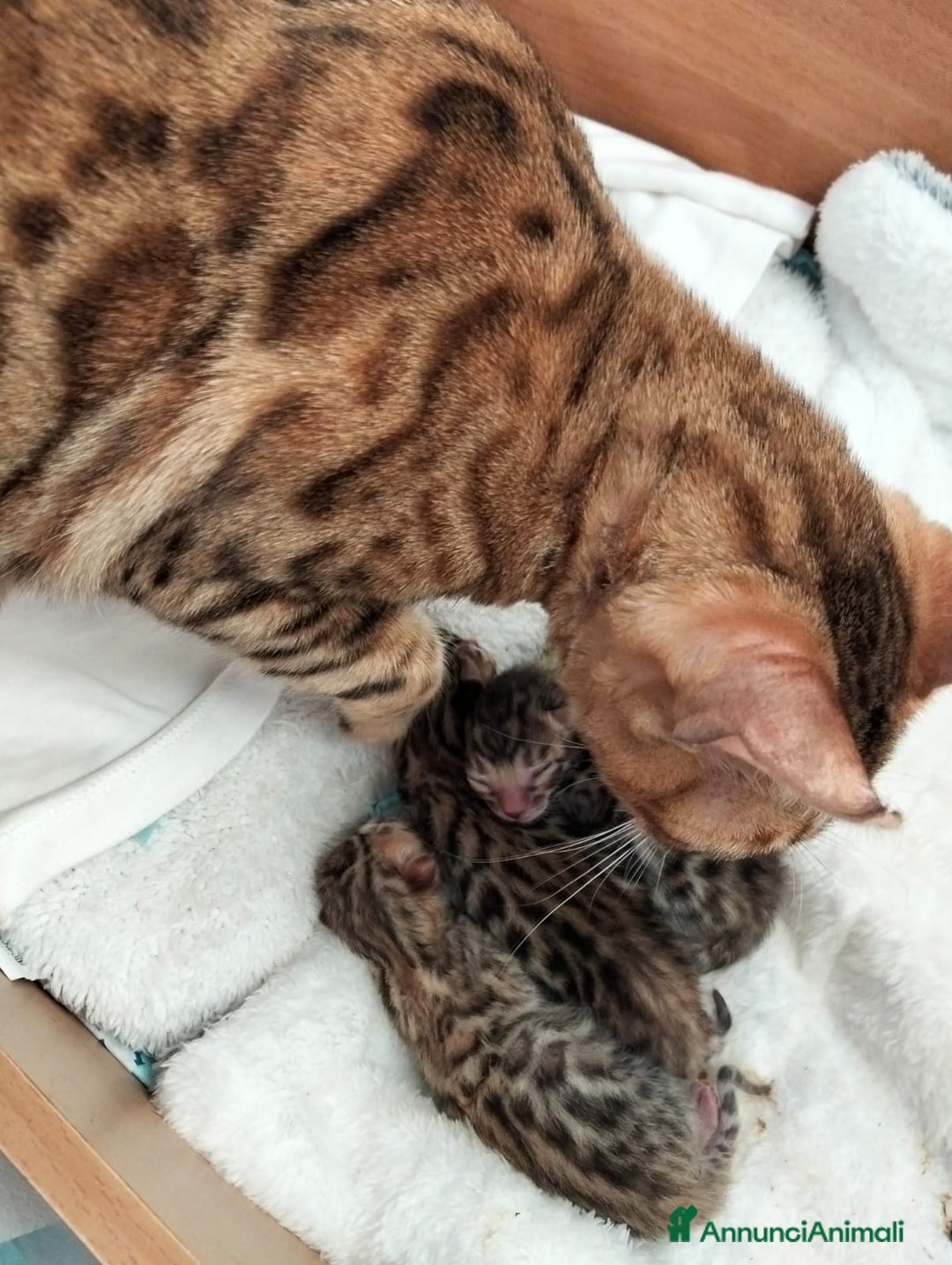 Bengala gatti in vendita: Pedigree Afsi - Annuncio 7